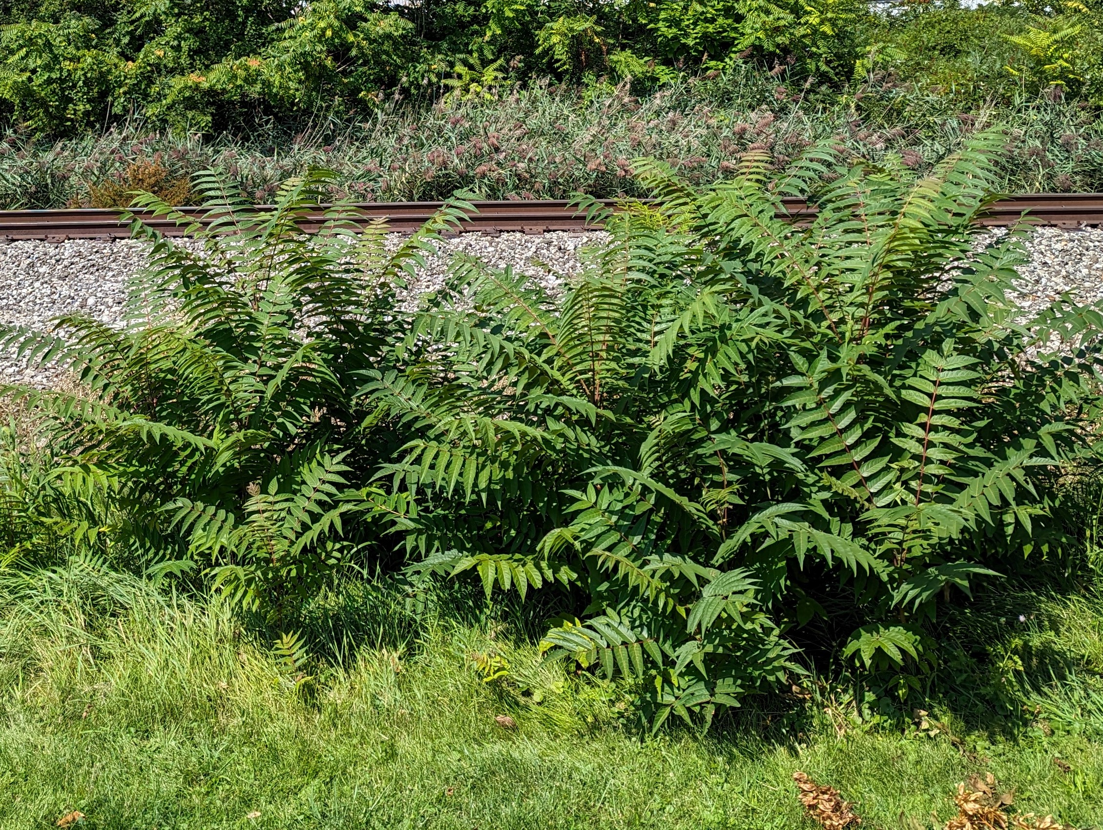 Tree of heaven growing next to railroad tracks.